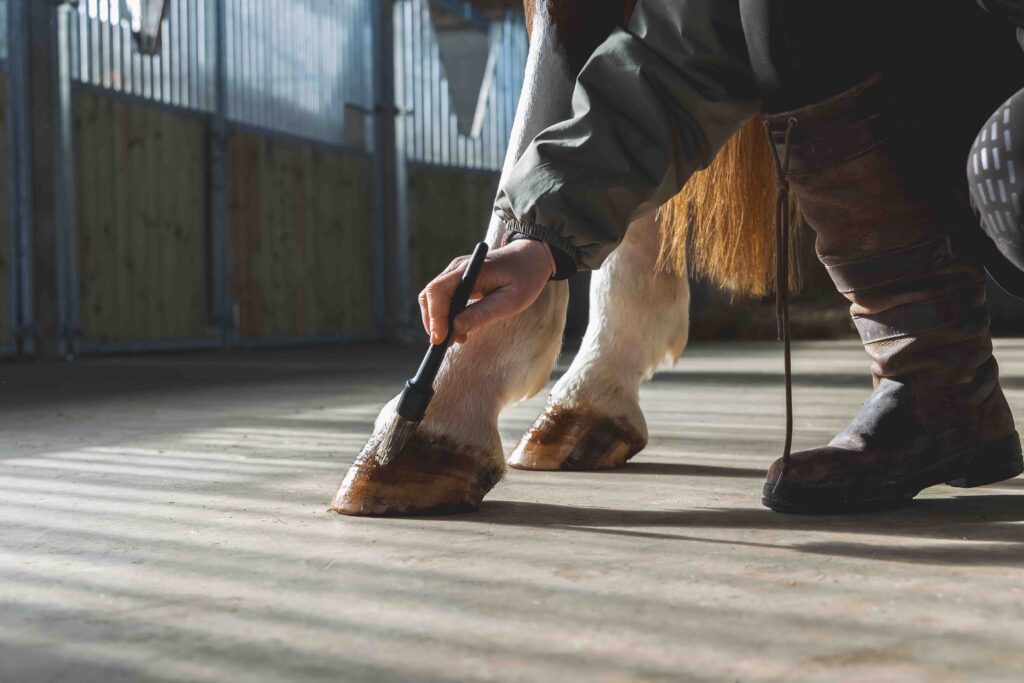 une personne graisse les sabots d'un cheval, prise de vue focus sur le pied et le pinceau de la graisse Ungula Naturalis