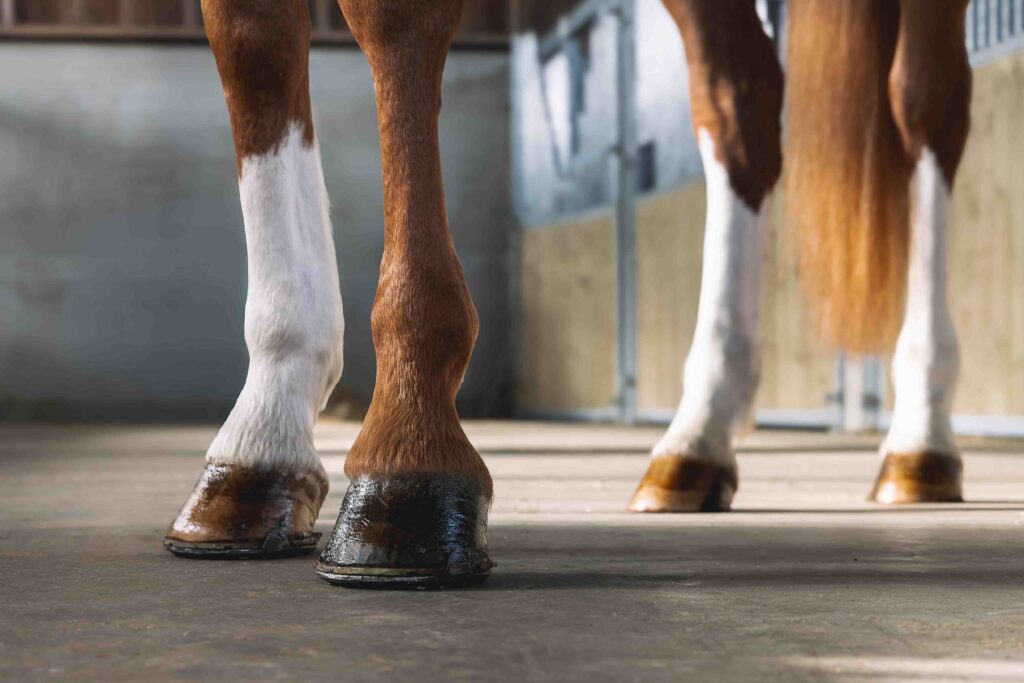 Sabots de cheval graissé avec les produits de soin naturels Ungula Naturalis, produits artisanaux fabriqués en France