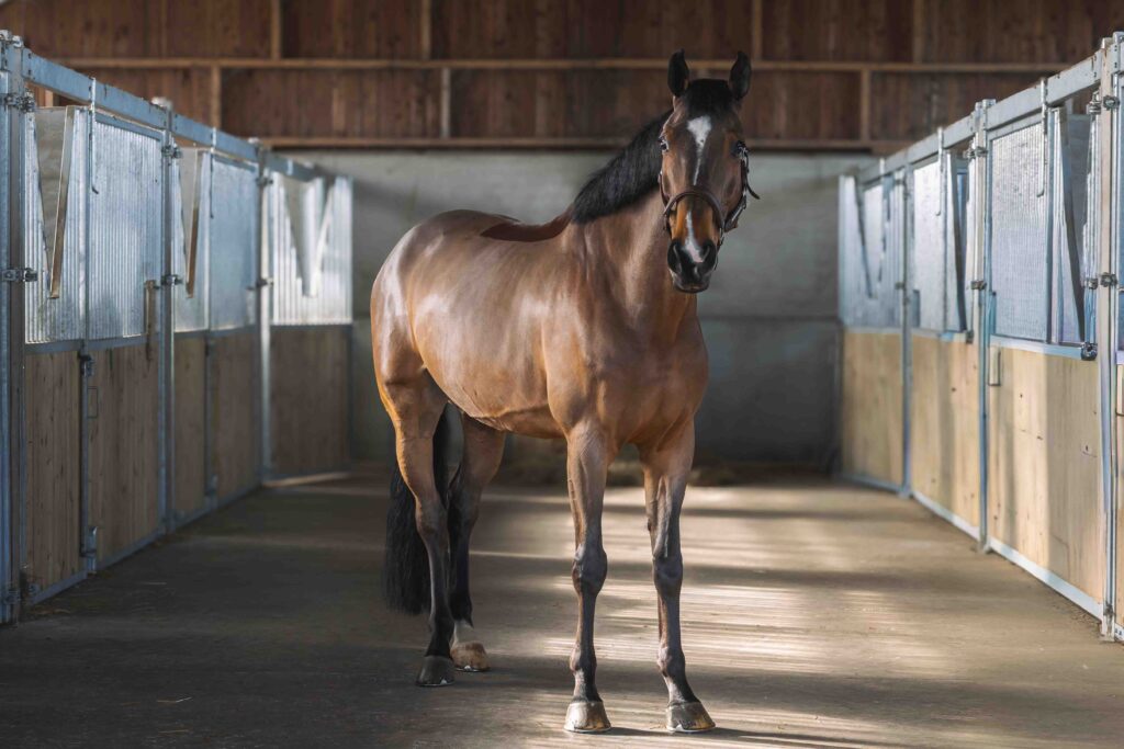 cheval baie se tenant droit au milieu des écuries