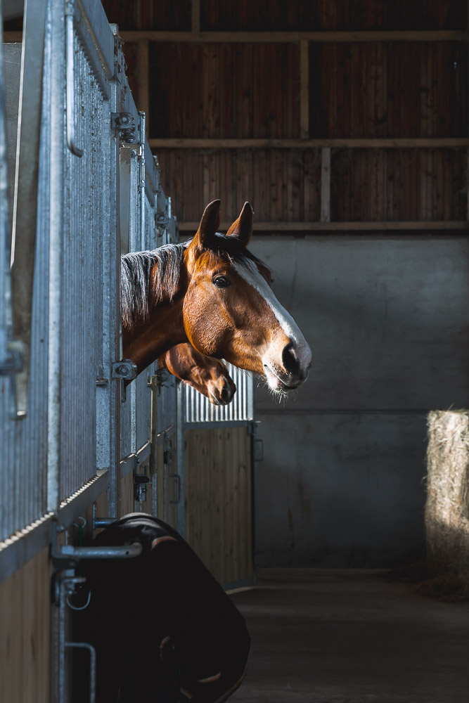 deux têtes de chevaux dépassent du box dans l'allée d'une écurie privée près de Calais