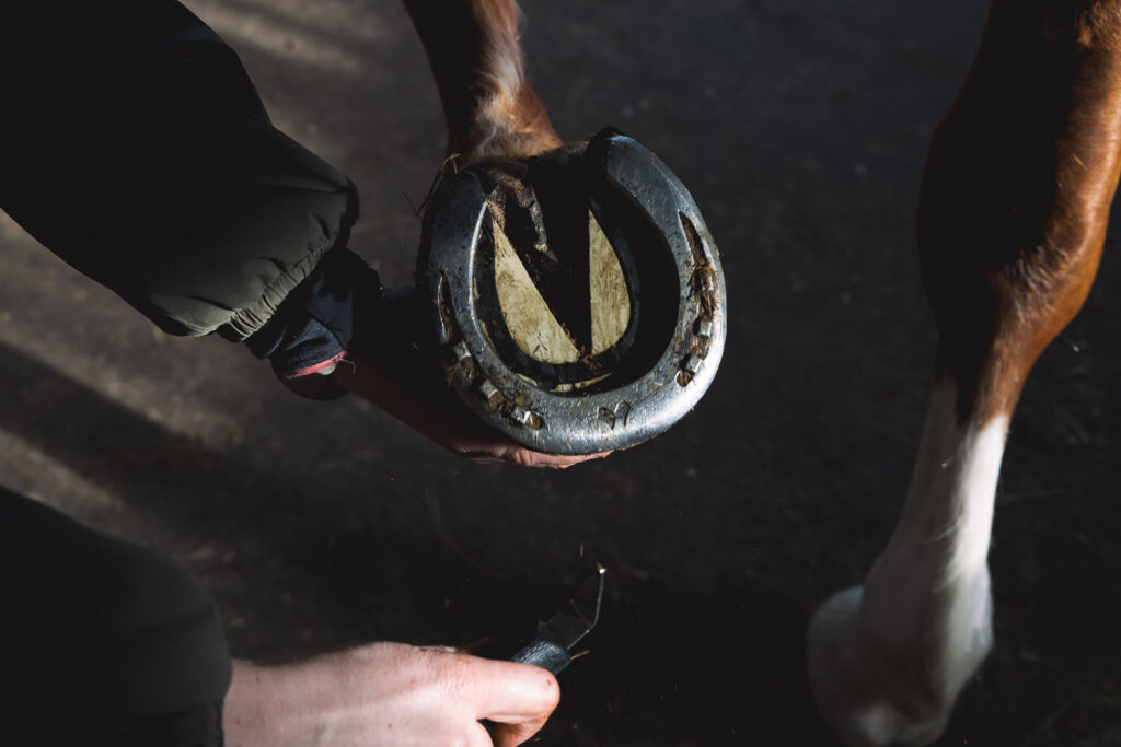 Sabot de cheval ferré en train d'être curé au cure-pied avant d'appliquer des produits de soin Ungula Naturalis tels que les onguents traditionnels