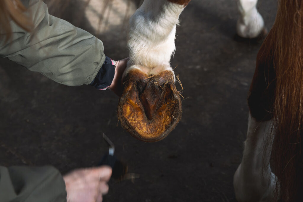 Sabot de cheval non-ferré en train d'être curé au cure-pied avant d'appliquer des produits de soin Ungula Naturalis tels que les onguents traditionnels