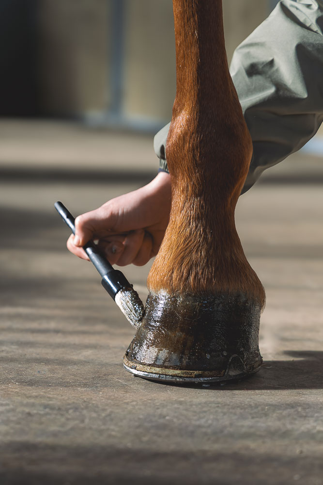 Onguent Ungula Naturalis noir appliqué au pinceau sur le sabot d'un cheval alezan