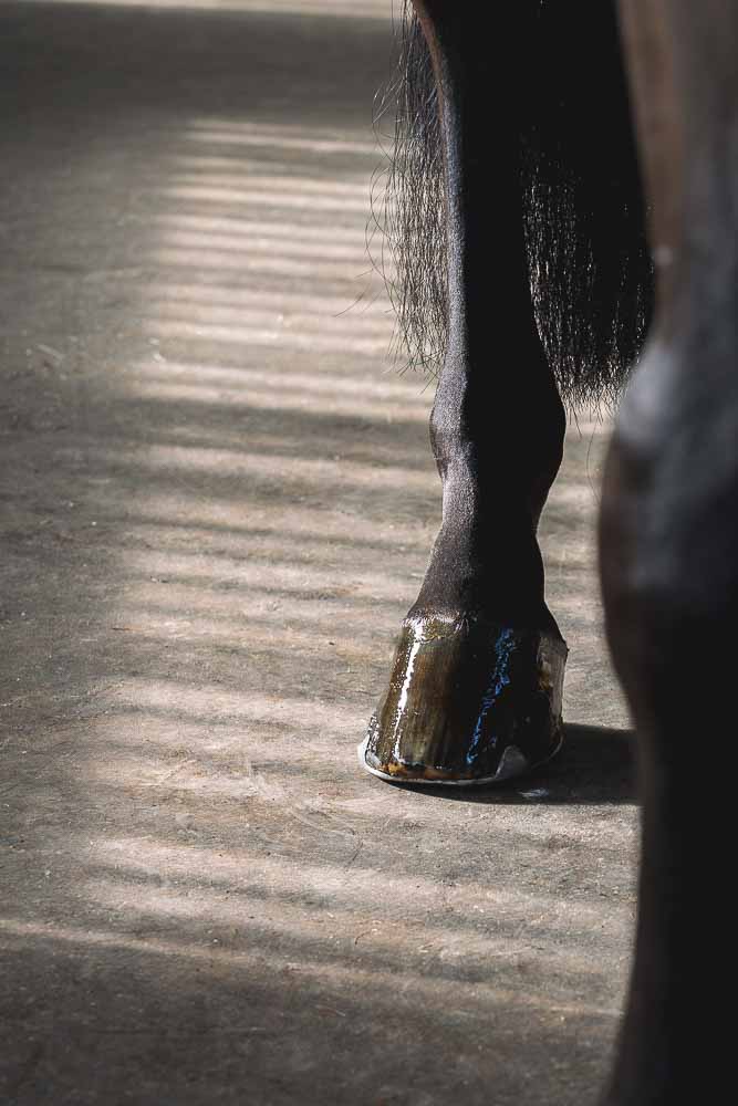 postérieur de cheval, sabot protégé par l'huile de soin naturelle et fabriquée en France par Ungula Naturalis