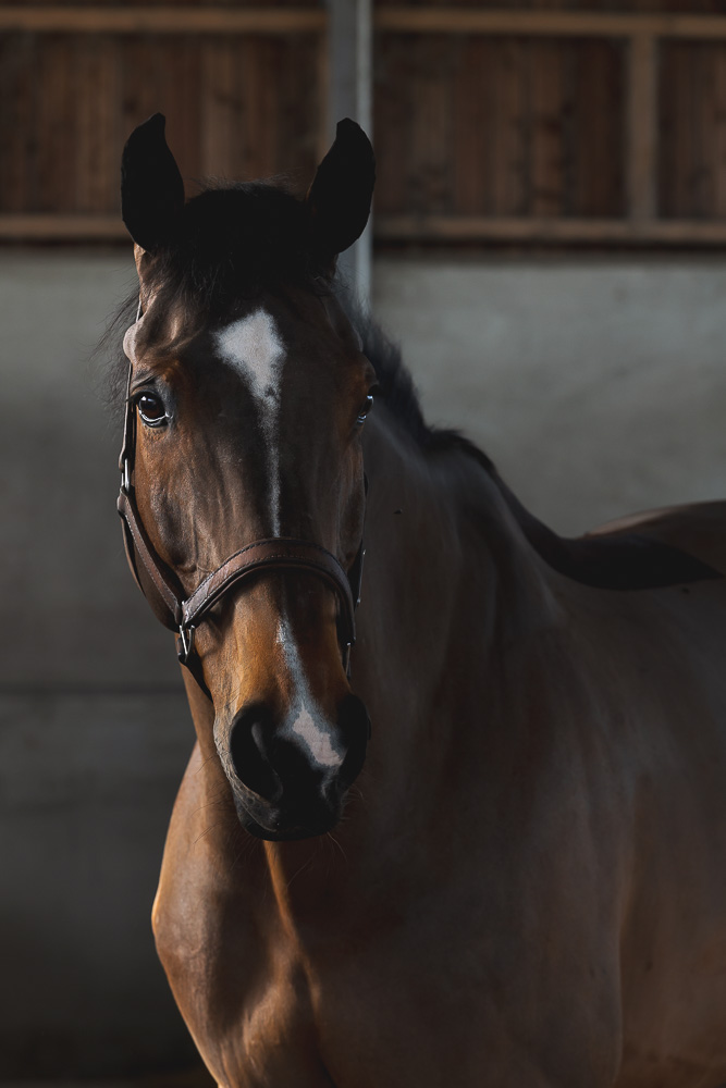 cheval baie avec une liste