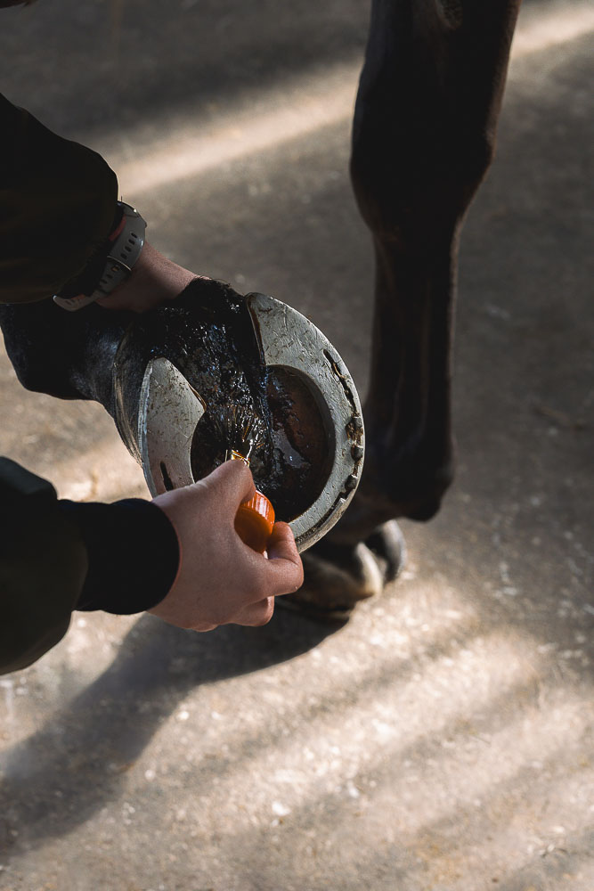 produit de soin naturel pour réparer et aseptiser la fourchette pourrie du cheval, appliquée au pinceau sur un sabot ferré