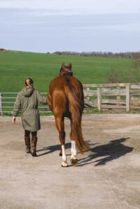 cheval et sa cavalière marchant de dos vers une pâture