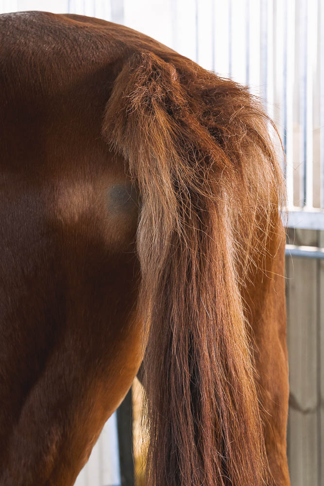 queue de cheval abîmée par la dermite estivale avant application du Baume cicatrisant naturel SOS fabriqué en France par Ungula Naturalis