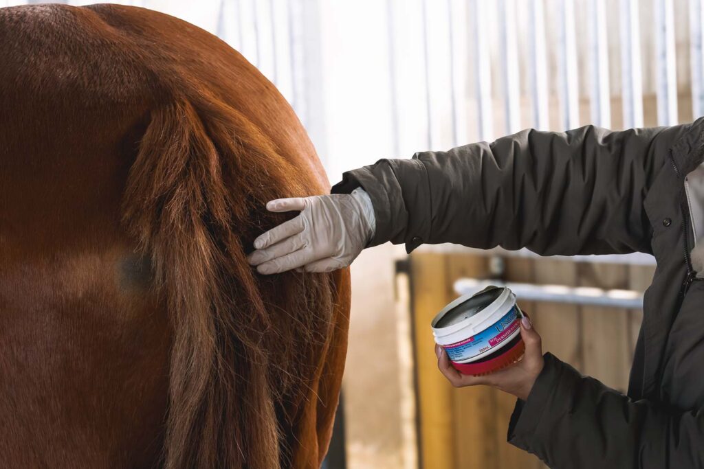 queue de cheval abîmée par la dermite estivale avant application du Baume cicatrisant naturel SOS fabriqué en France par Ungula Naturalis